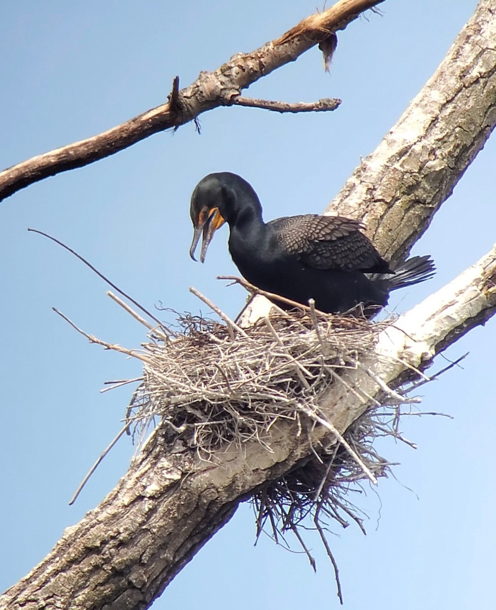 Double-crested Cormorant - ML634083298