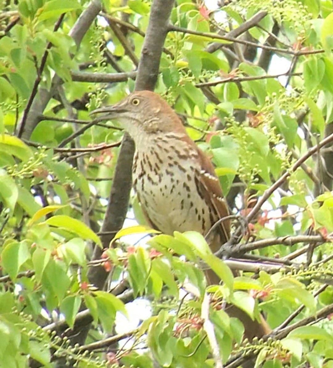 Brown Thrasher - ML634083305
