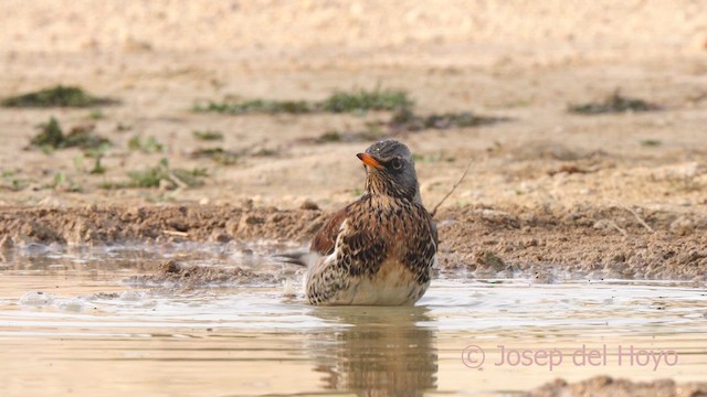 Fieldfare - ML634083317