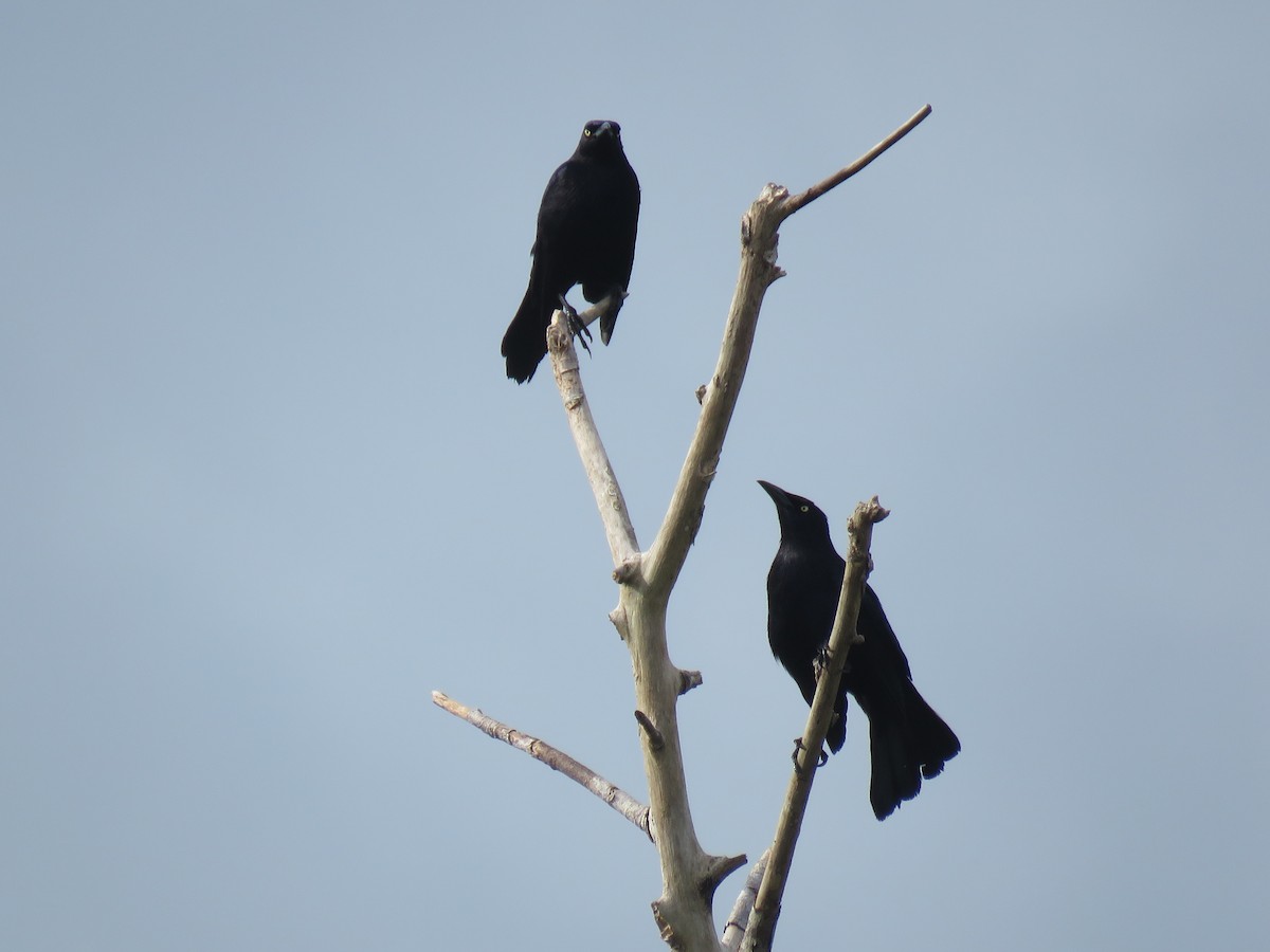 Carib Grackle - ML634083325