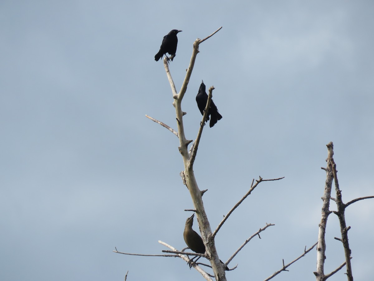 Carib Grackle - ML634083326