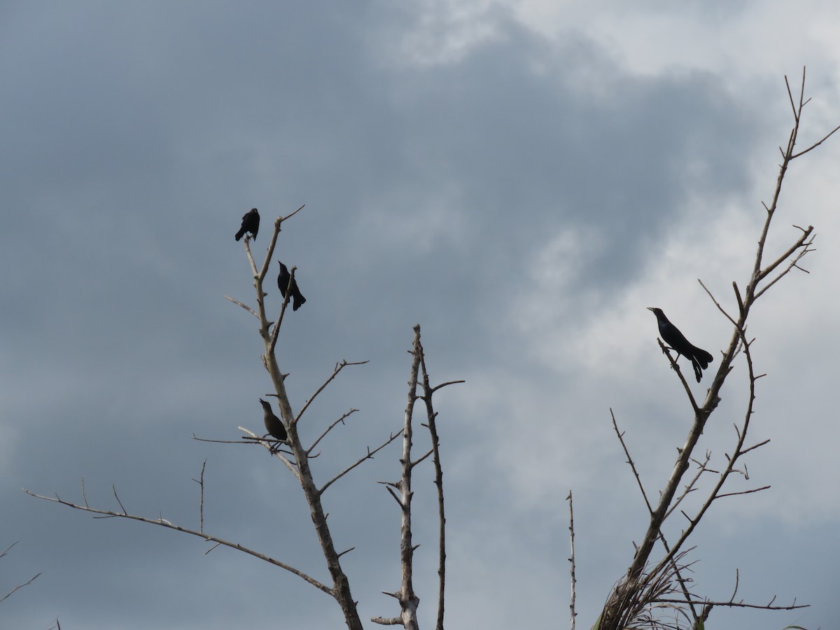 Carib Grackle - ML634083327