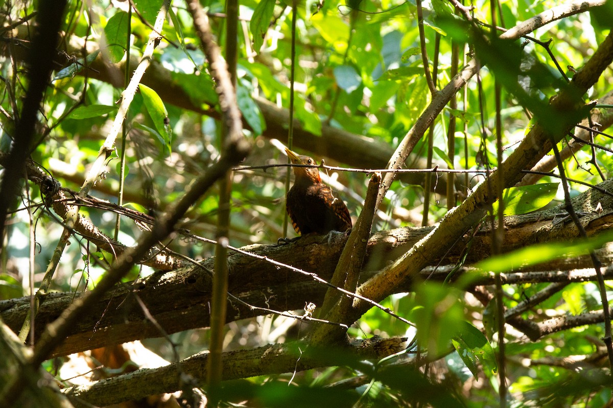 Bay Woodpecker - ML634083480