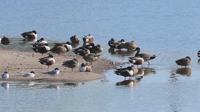 Northern Shoveler - ML634083494