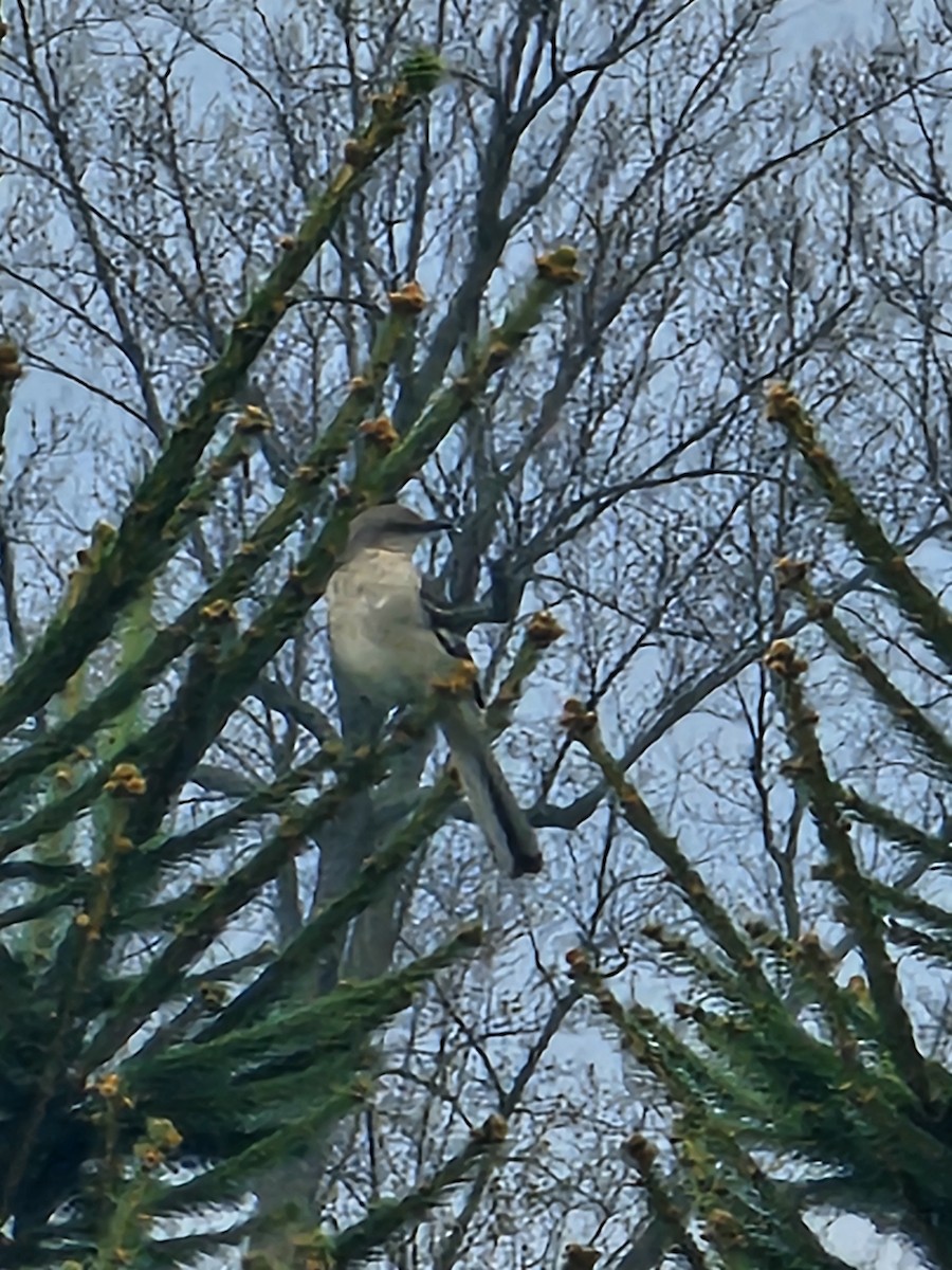 Northern Mockingbird - ML634083558