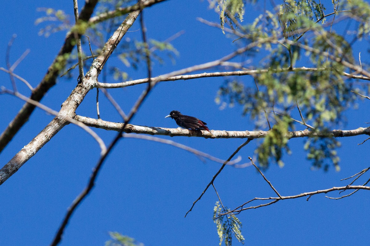 Maroon Oriole - ML634083596
