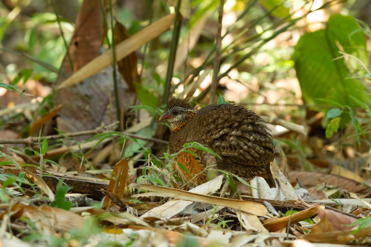Scaly-breasted Partridge - ML634083674