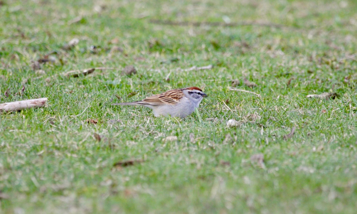 Chipping Sparrow - ML634083802