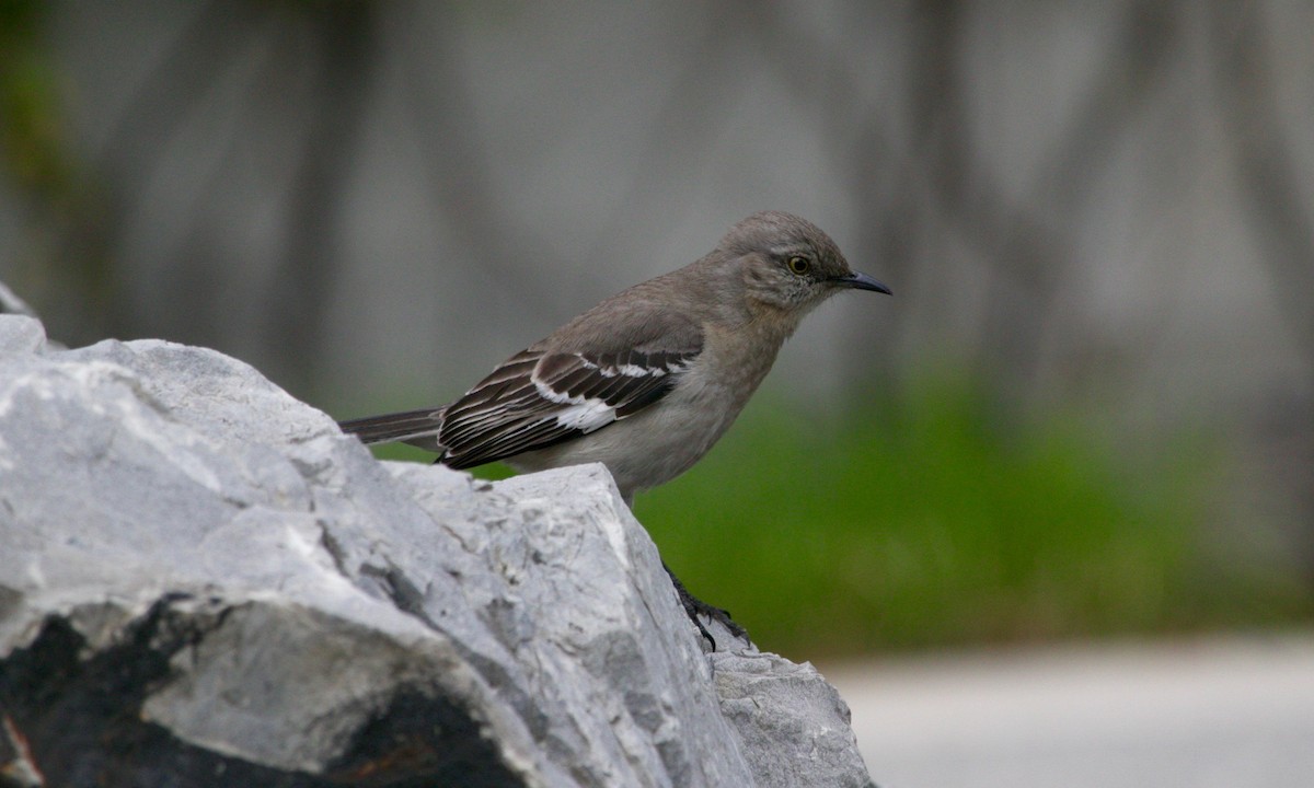 Northern Mockingbird - ML634083814