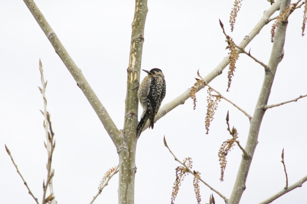 Yellow-bellied Sapsucker - ML634083817