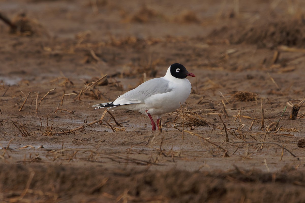Relict Gull - ML634083940