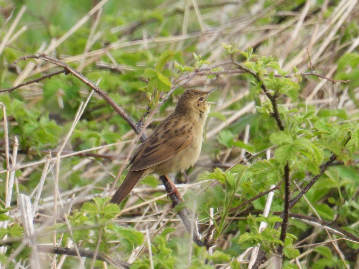 Common Grasshopper Warbler - ML634083960