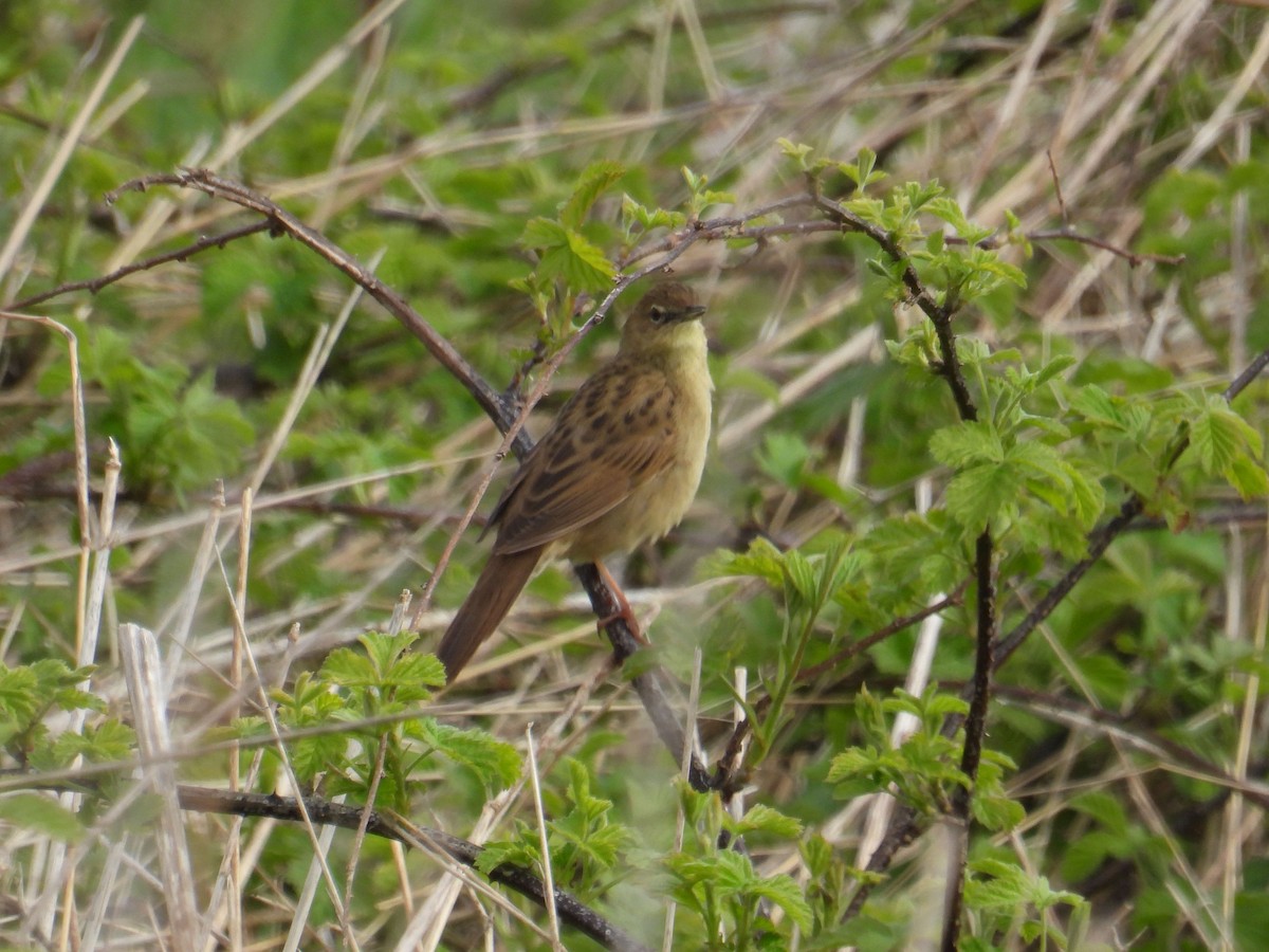 Common Grasshopper Warbler - ML634083962
