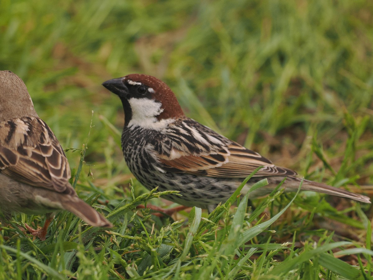 Spanish Sparrow - ML634083993