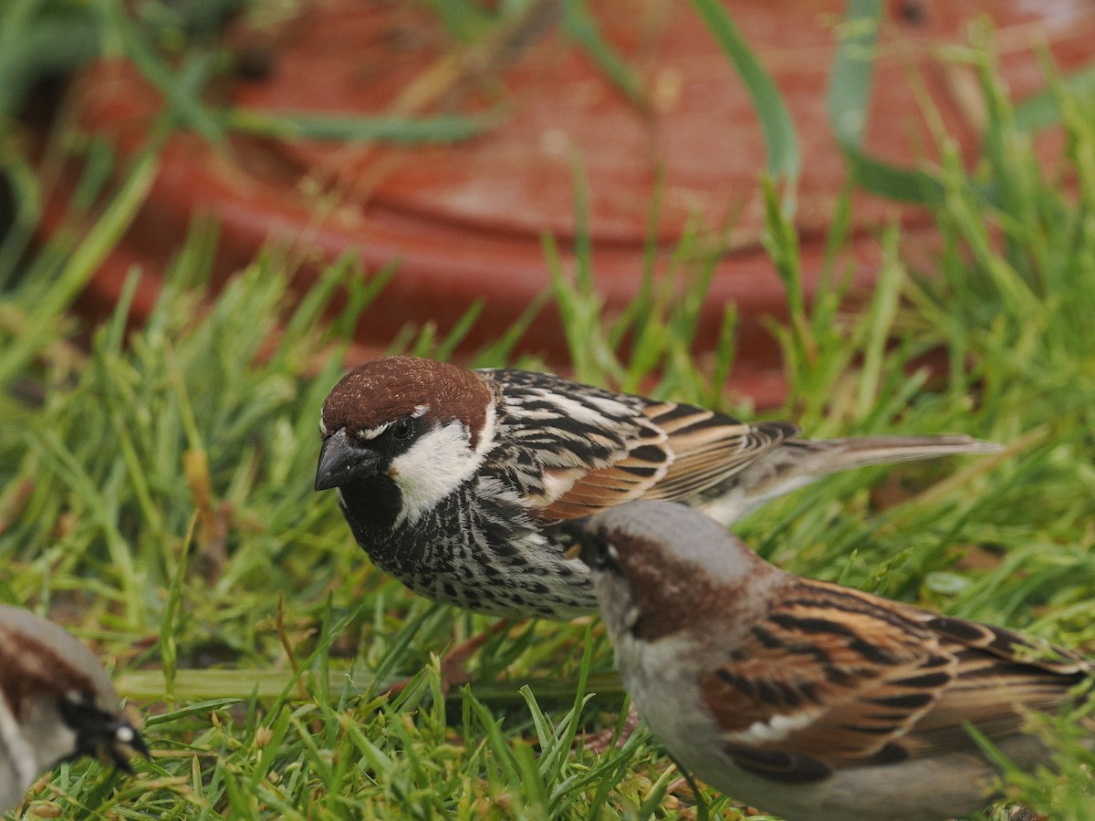 Spanish Sparrow - ML634083995