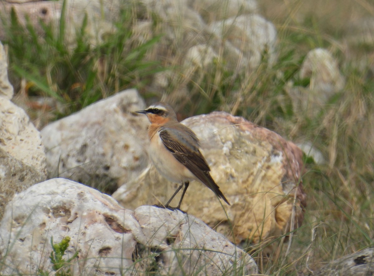 Northern Wheatear - ML634084163