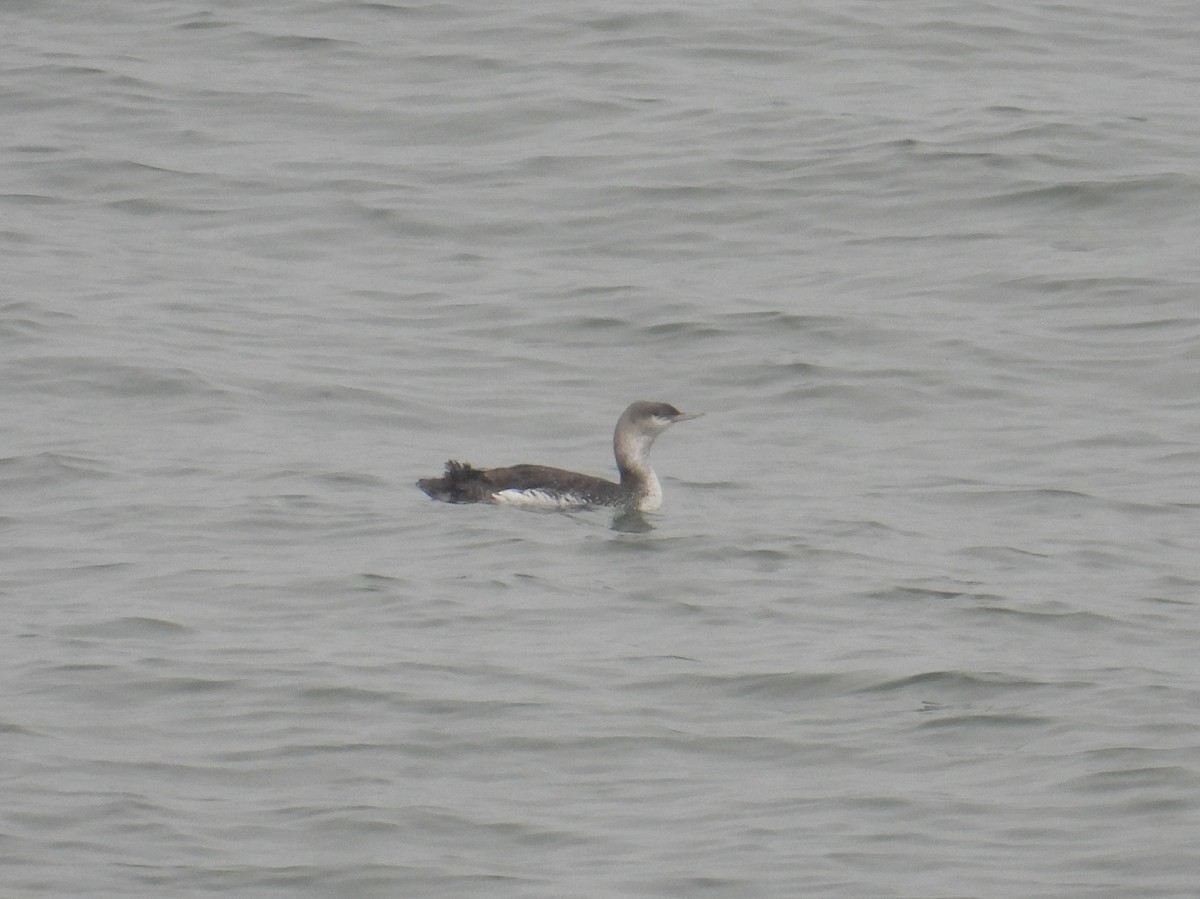 Red-throated Loon - ML634084188