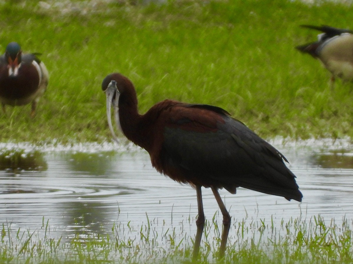 Glossy Ibis - ML634084271