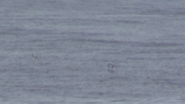 Cape Verde Shearwater - ML634084280