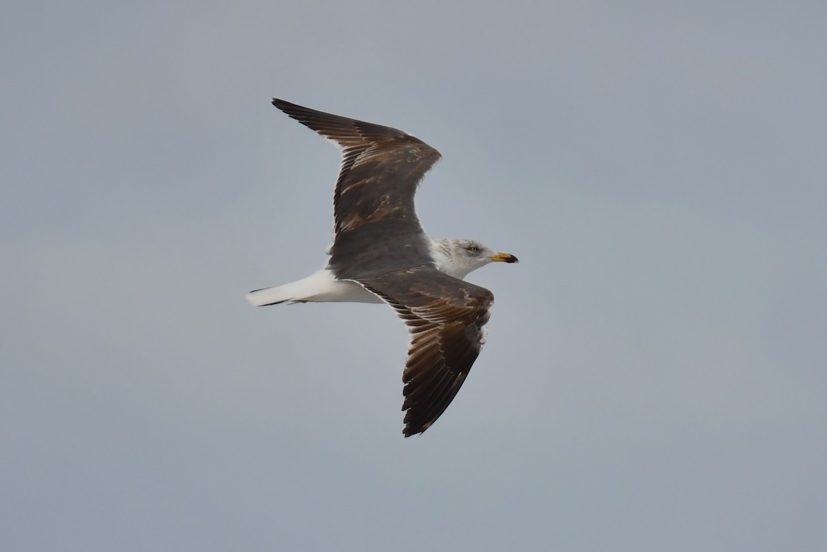 Lesser Black-backed Gull - ML634084328
