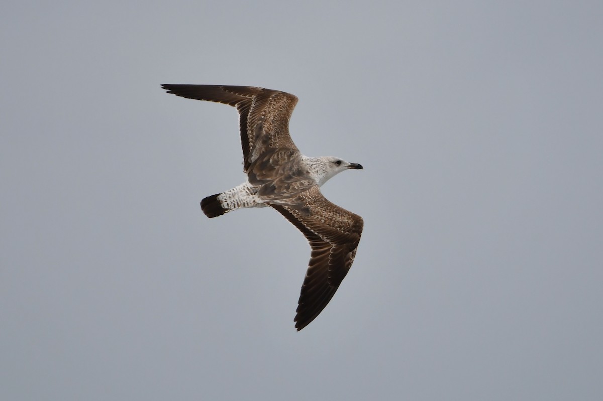 Lesser Black-backed Gull - ML634084330