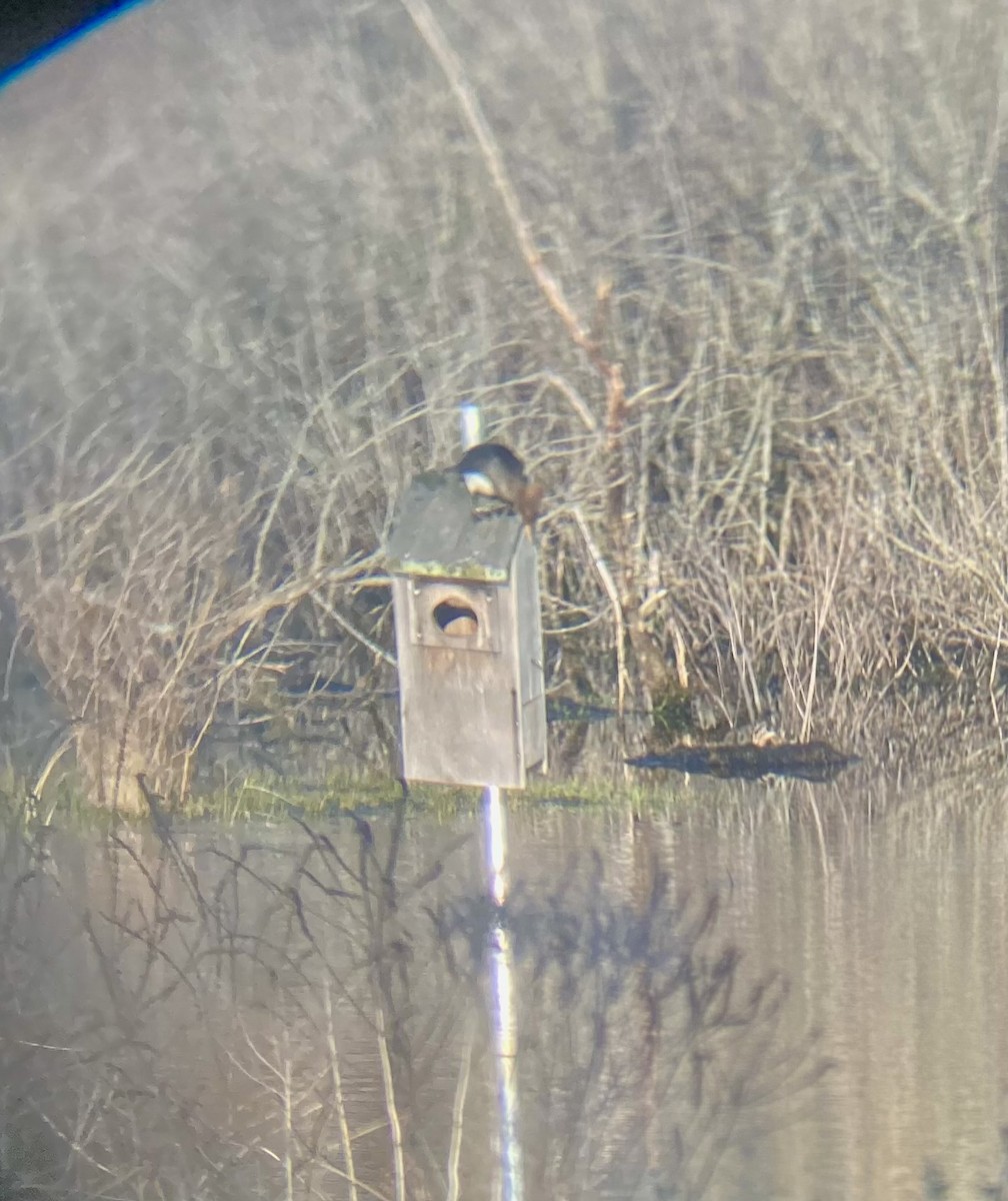 Hooded Merganser - ML634084386