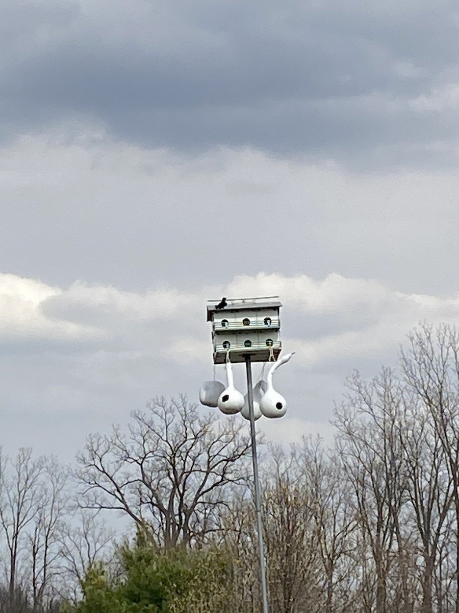 Purple Martin - ML634084458