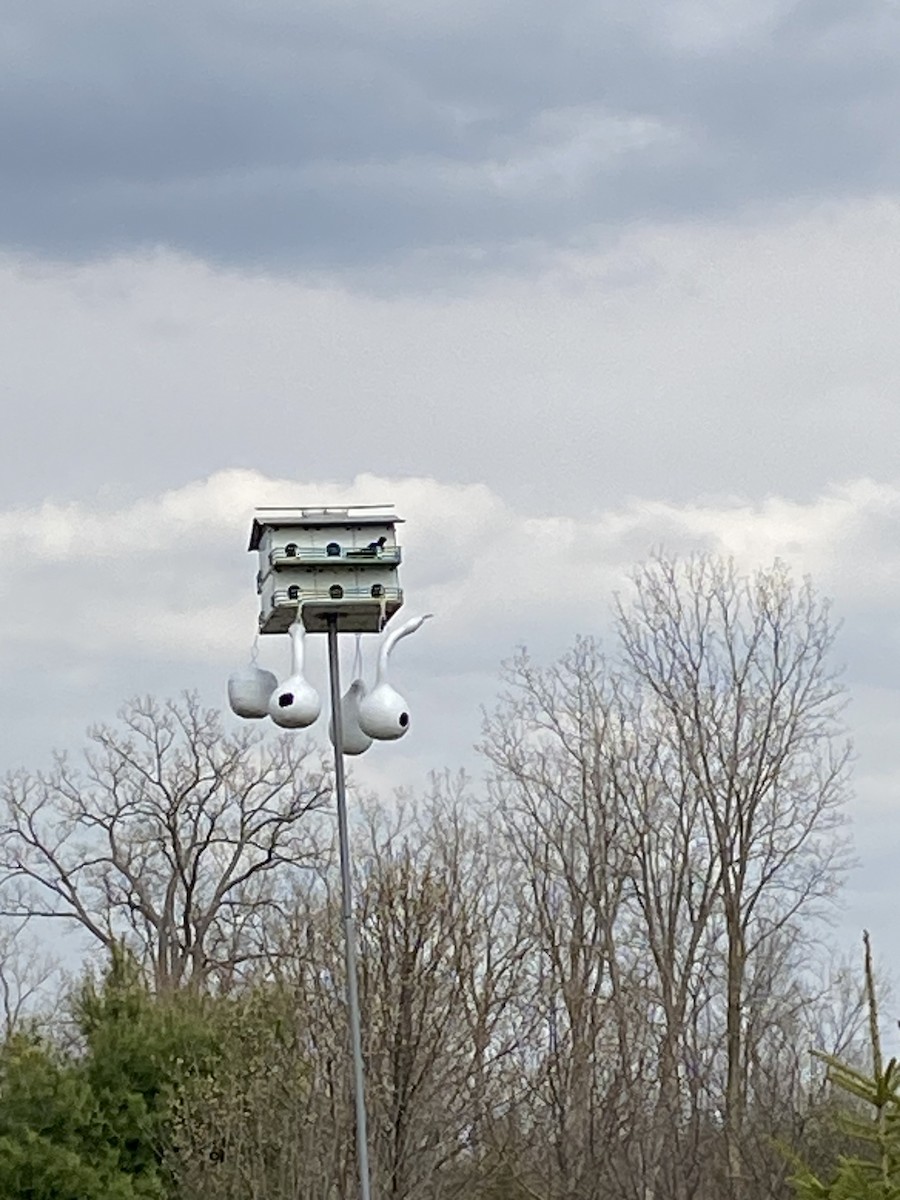 Purple Martin - ML634084459