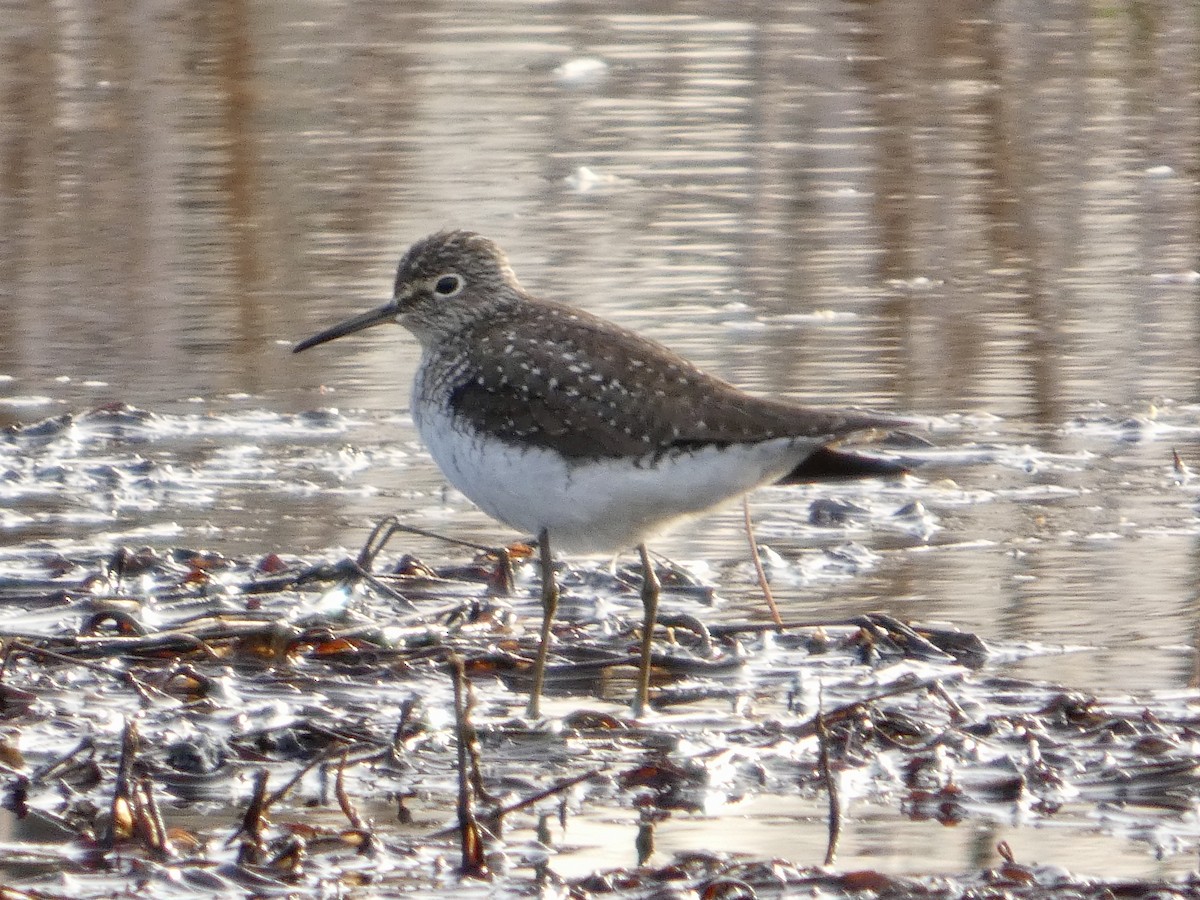 Einsiedelwasserläufer - ML634084615