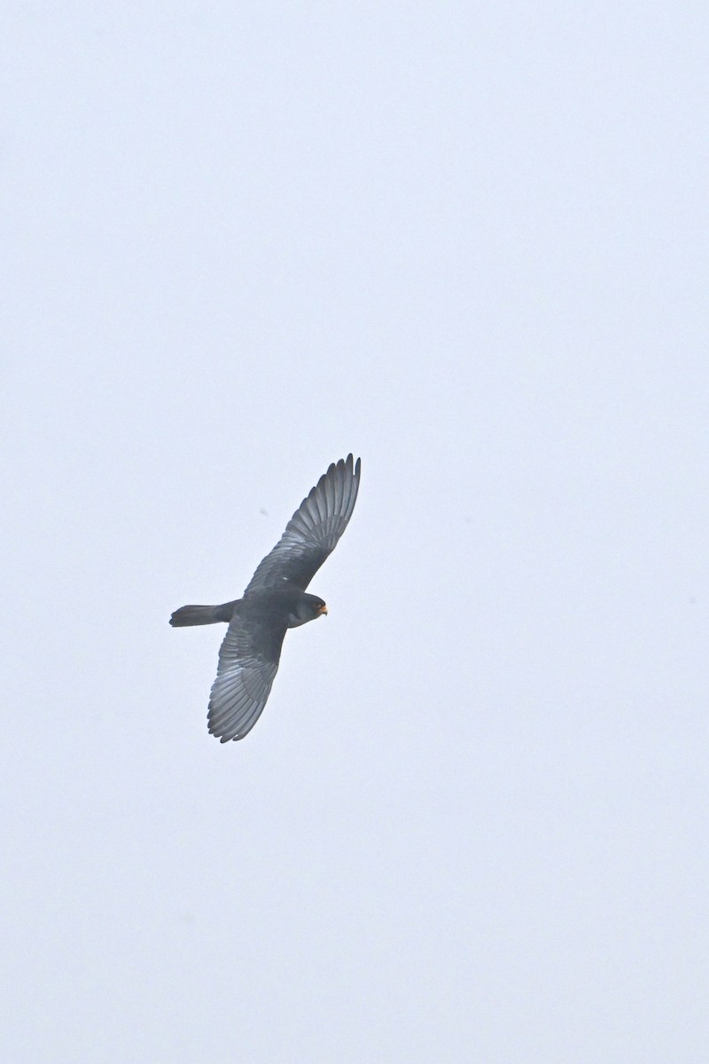 Amur Falcon - ML634084712
