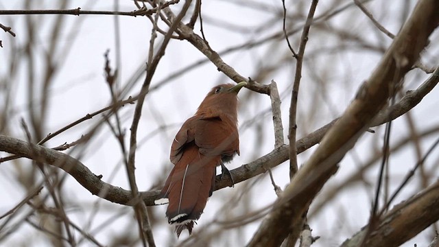 Squirrel Cuckoo - ML634084730