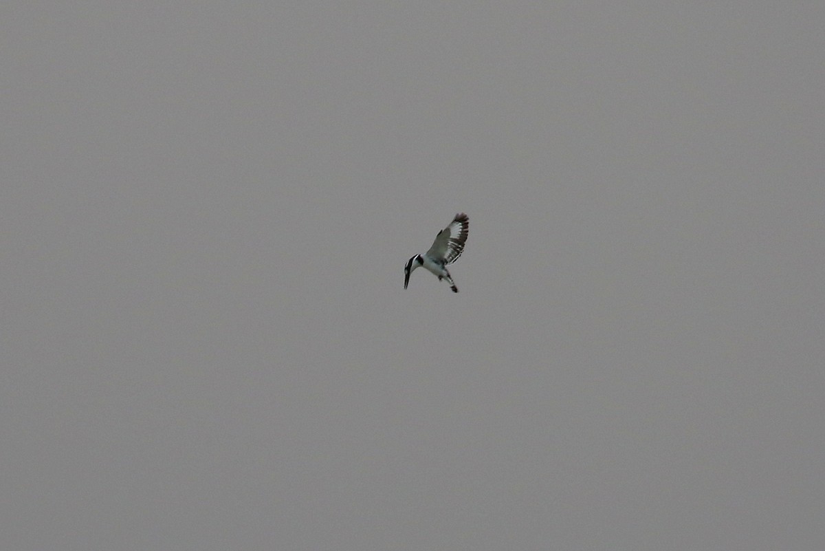 Pied Kingfisher - ML634084853