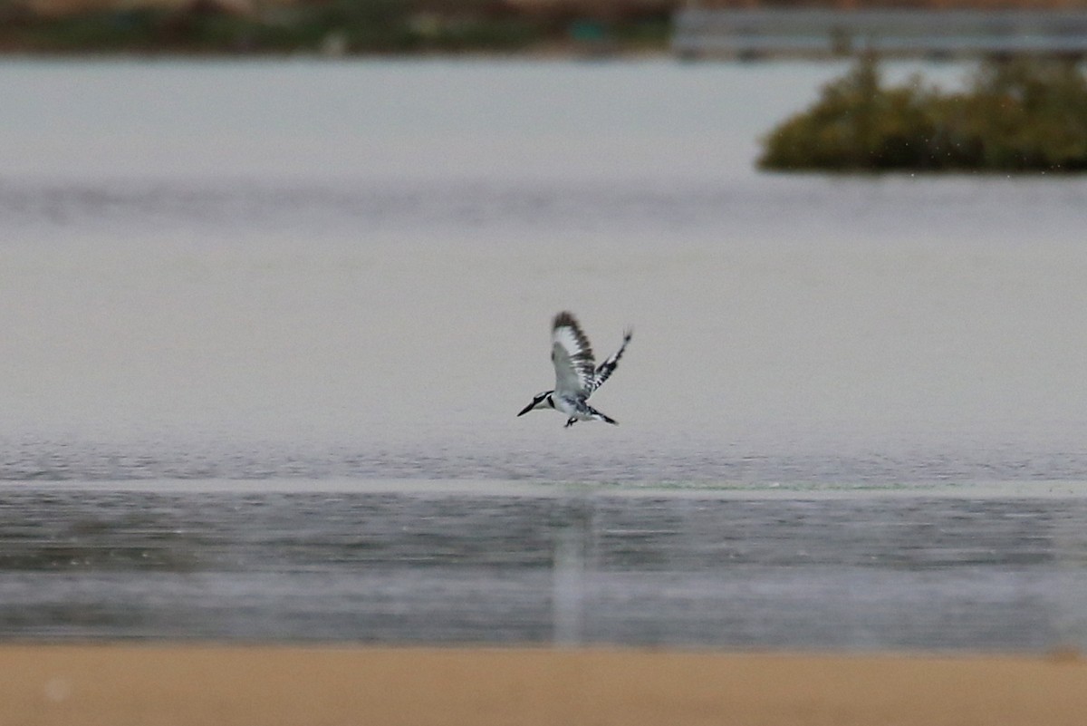 Pied Kingfisher - ML634084854