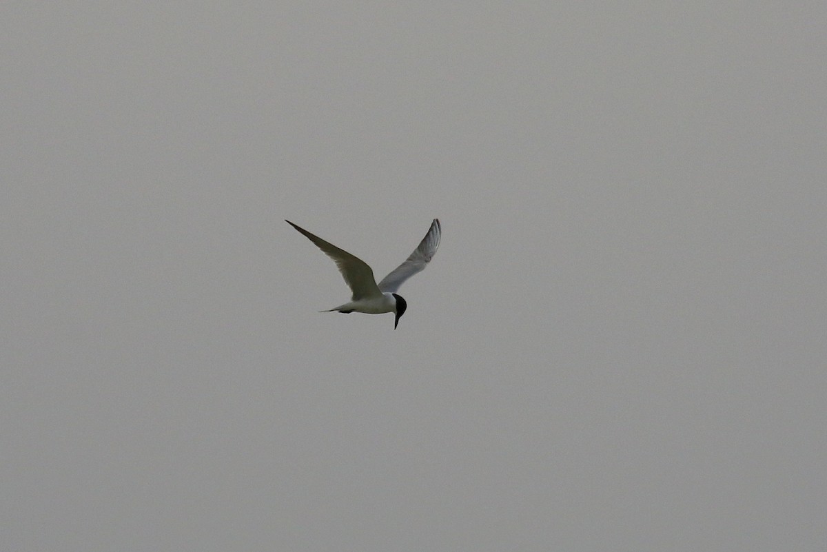 Gull-billed Tern - ML634084880