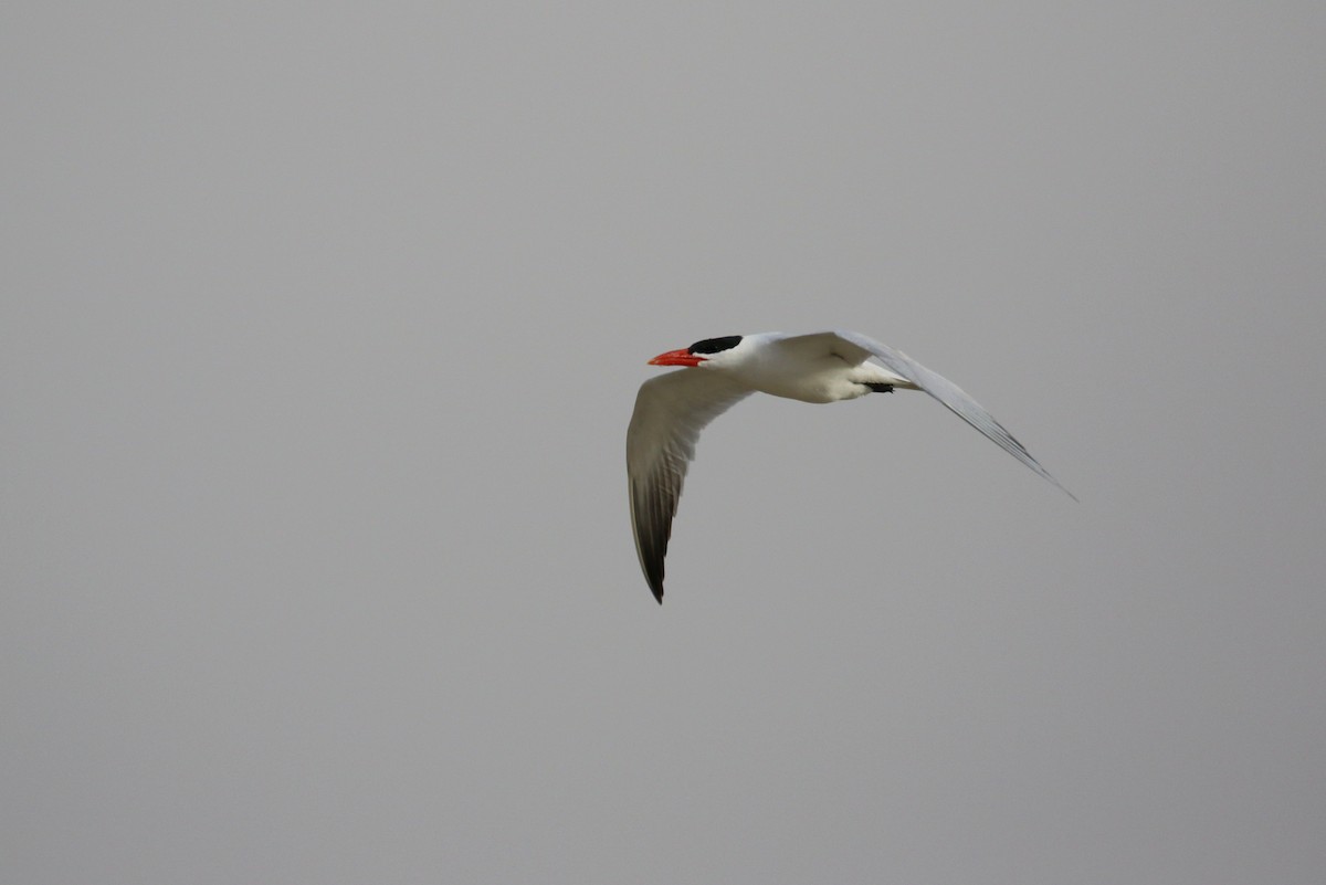 Caspian Tern - ML634084891