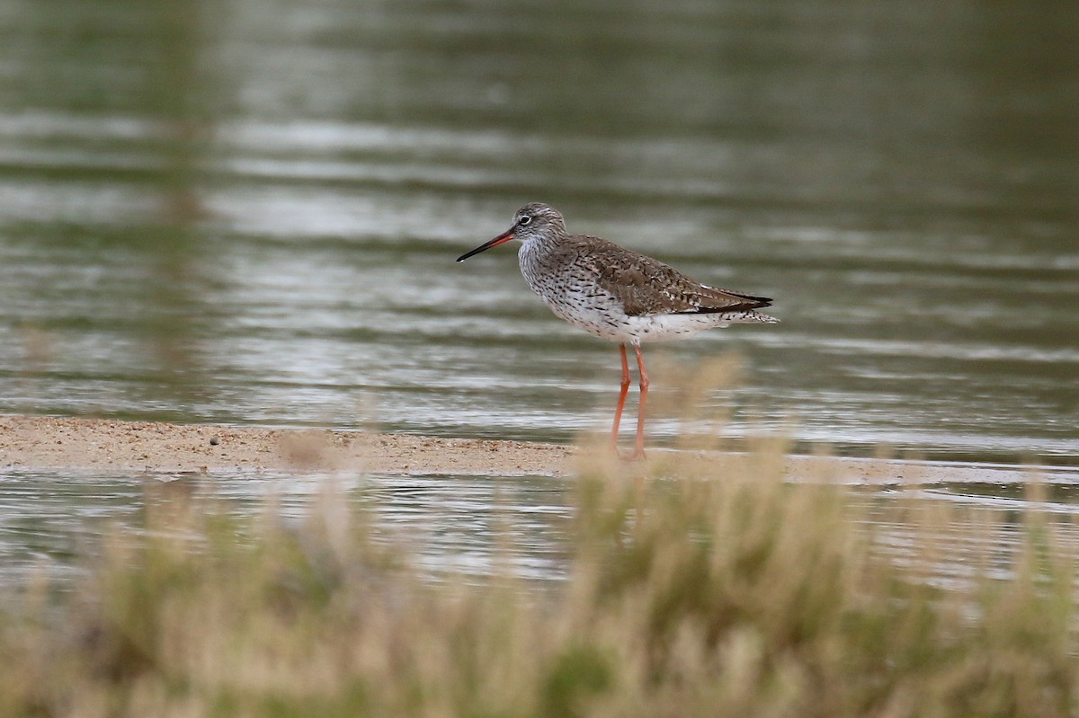 Common Redshank - ML634084902