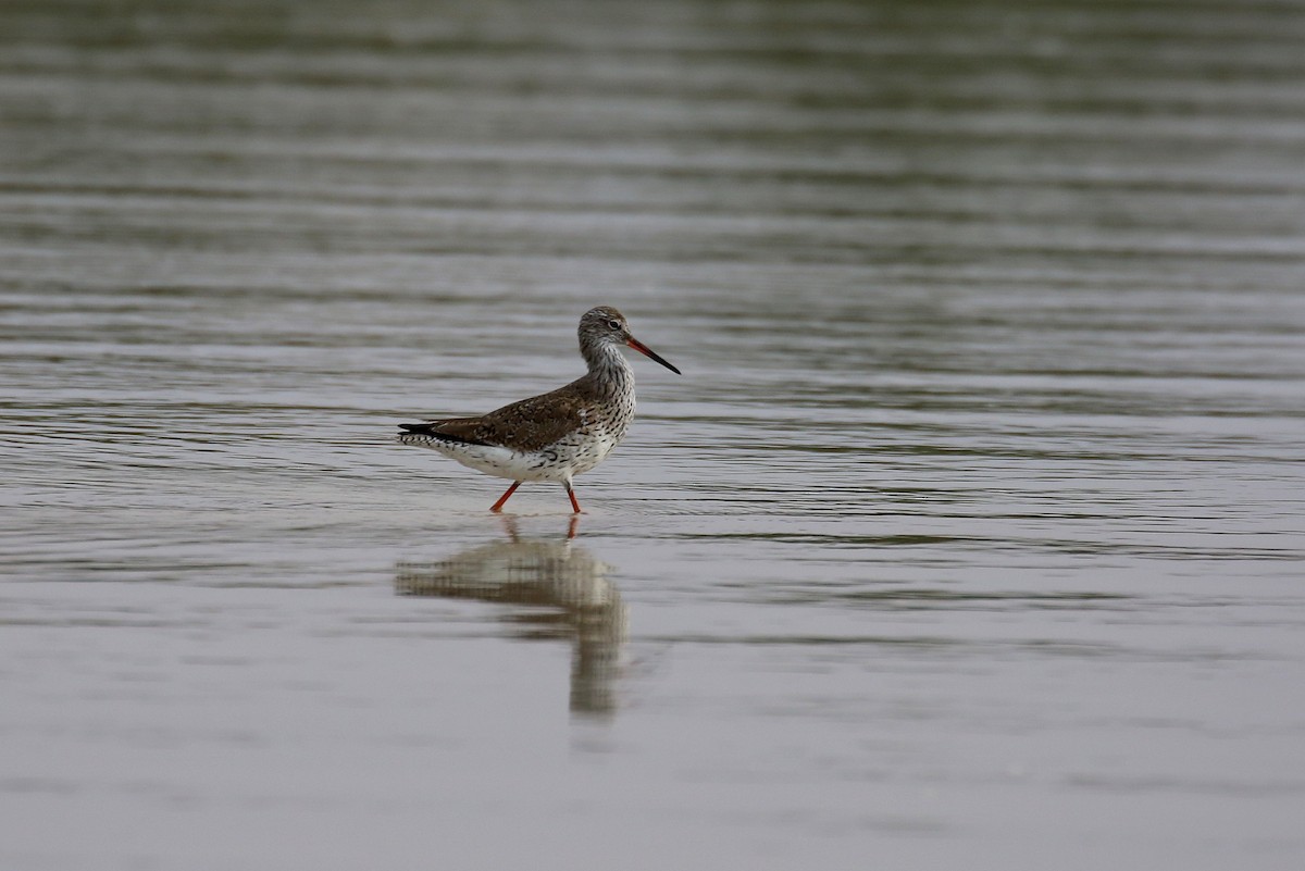 Common Redshank - ML634084903