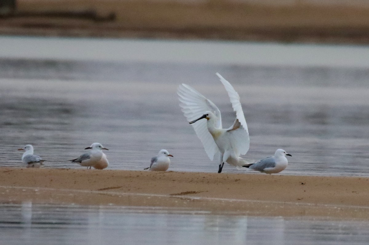 Eurasian Spoonbill - ML634085172
