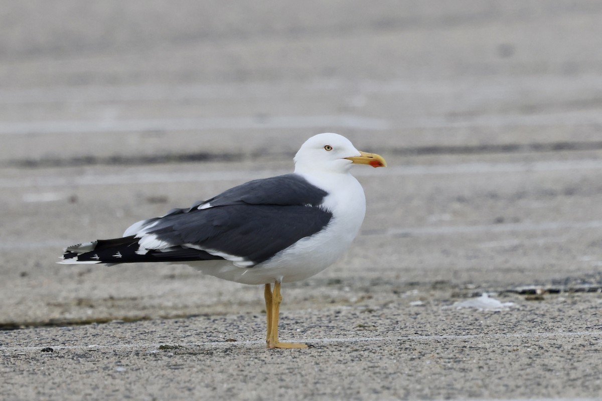 Lesser Black-backed Gull - ML634085208