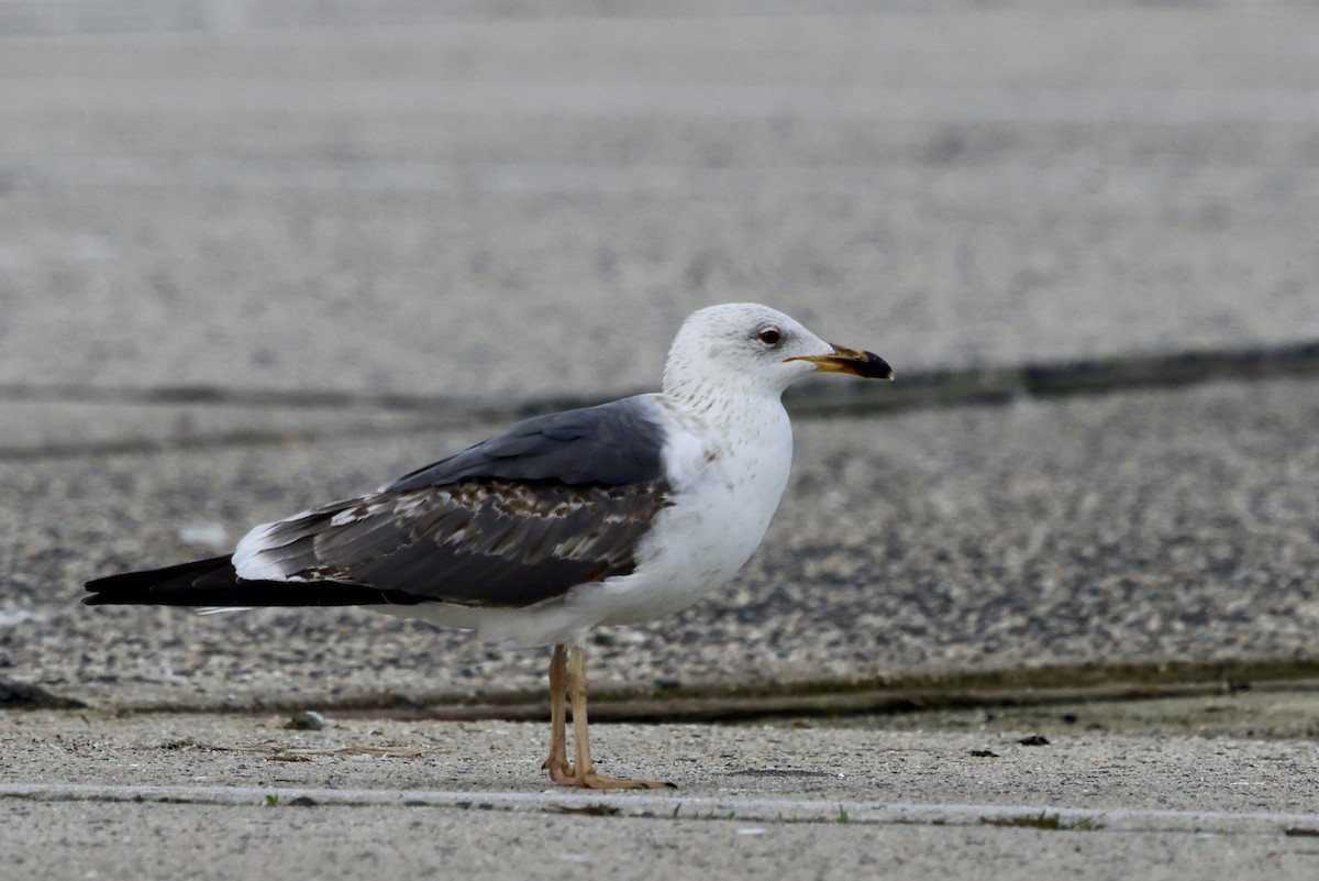 Lesser Black-backed Gull - ML634085209