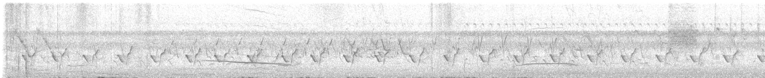 drongo šedobřichý - ML634085238