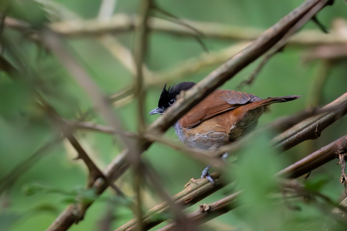 Rwenzori Hill Babbler - ML634085270