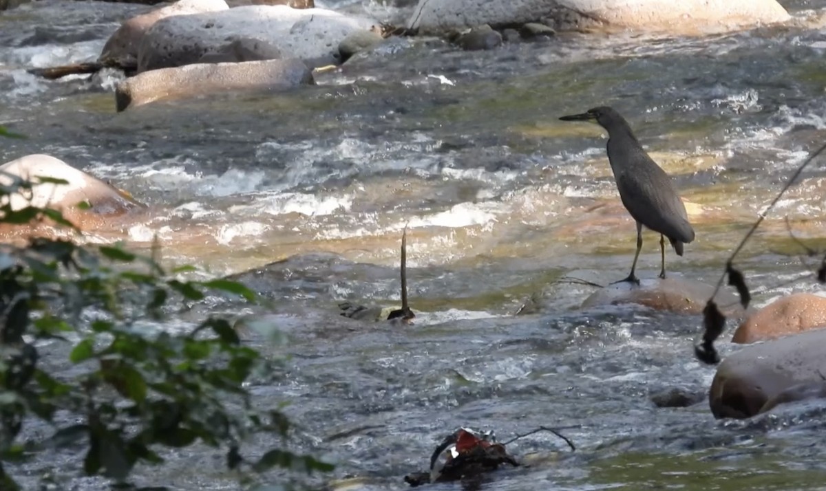 Fasciated Tiger-Heron - ML634085272