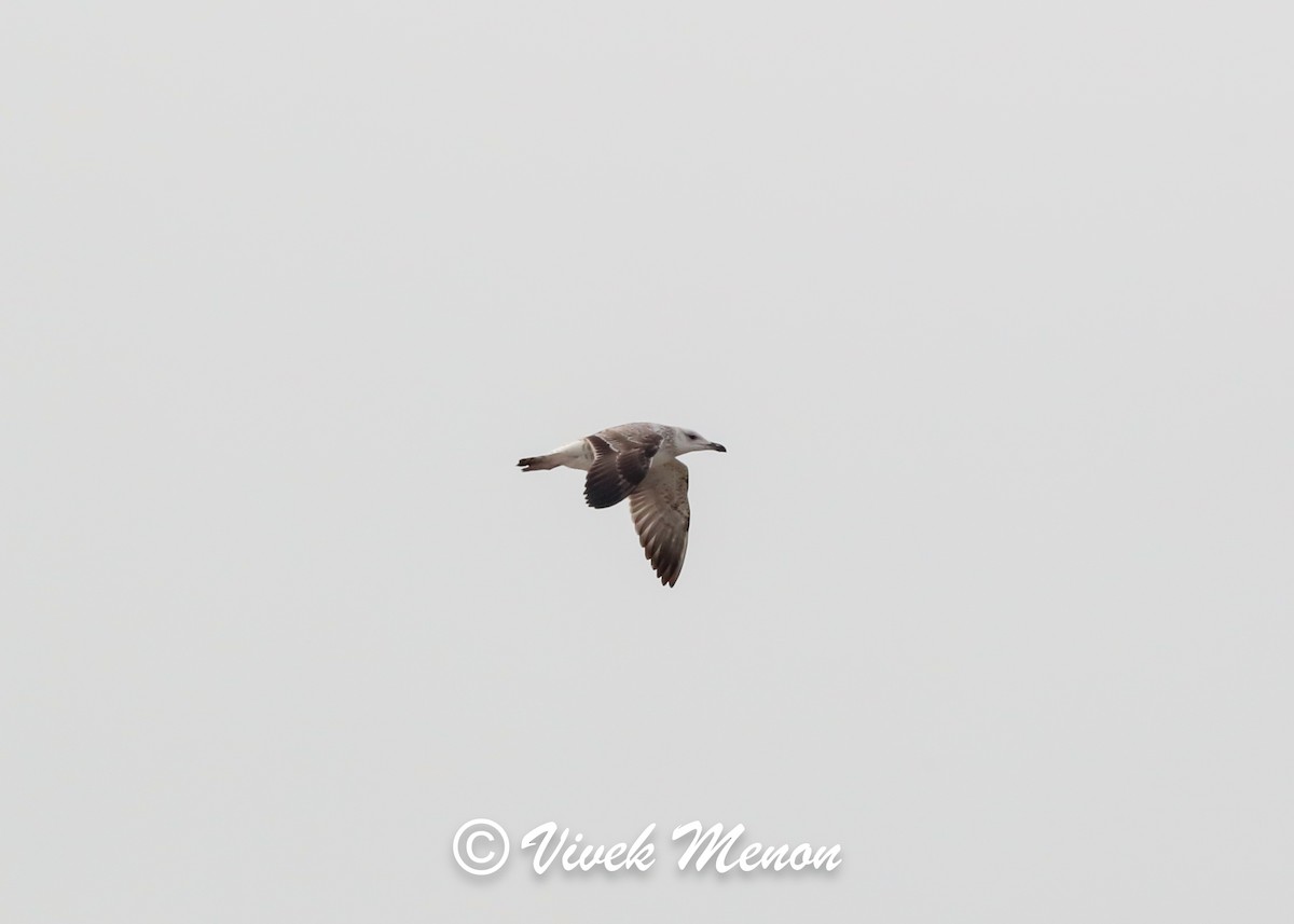 Lesser Black-backed Gull (Heuglin's) - ML634085275
