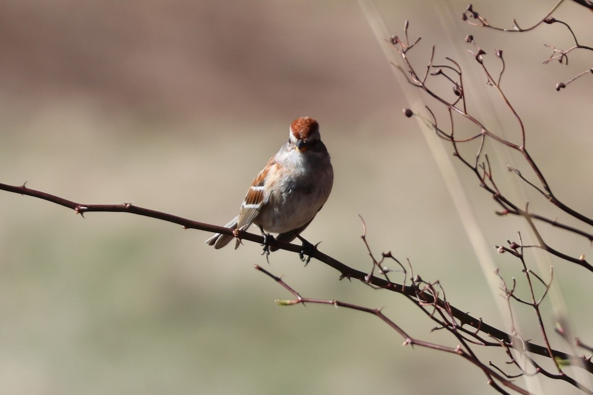 American Tree Sparrow - ML634085276