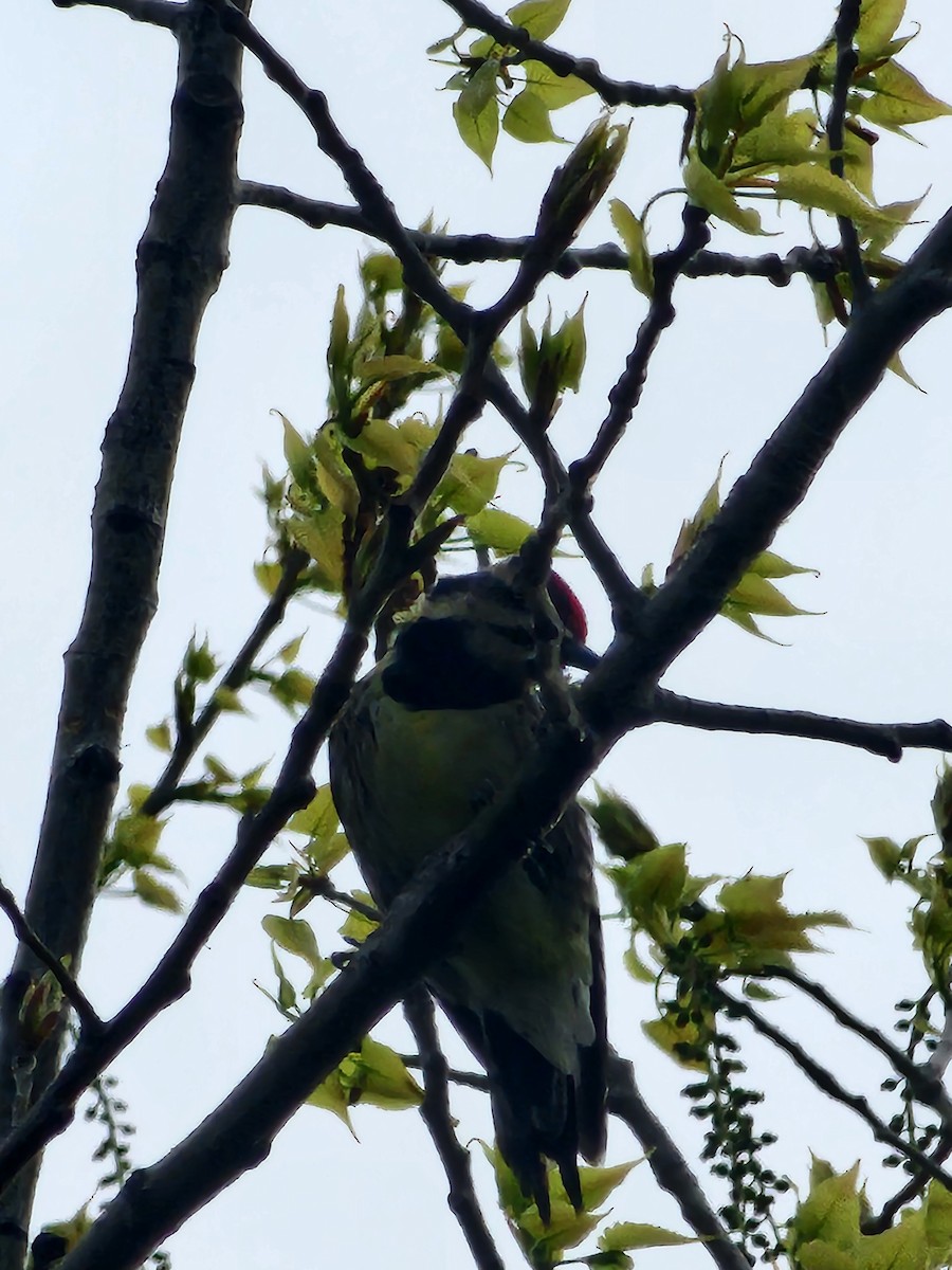 Yellow-bellied Sapsucker - ML634085279