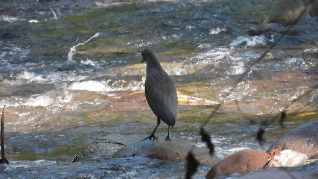 Fasciated Tiger-Heron - ML634085305