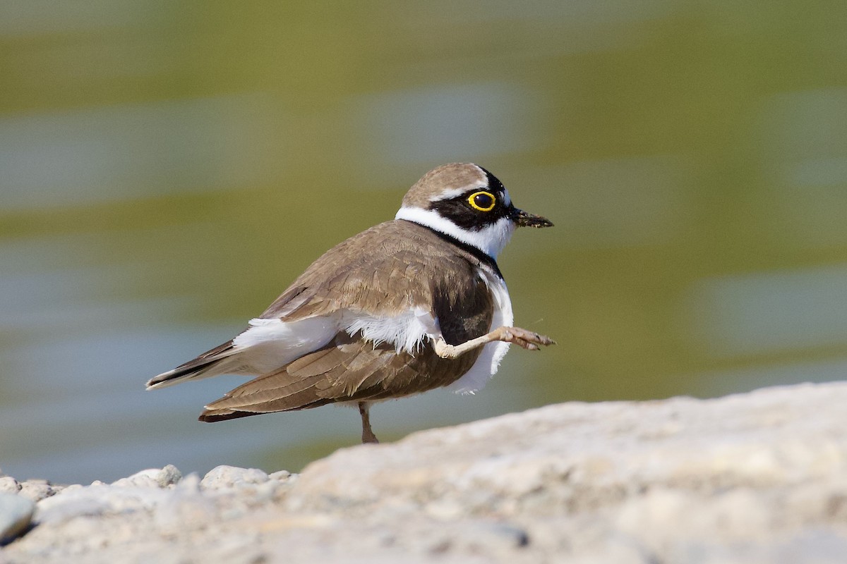 Little Ringed Plover - ML634085323