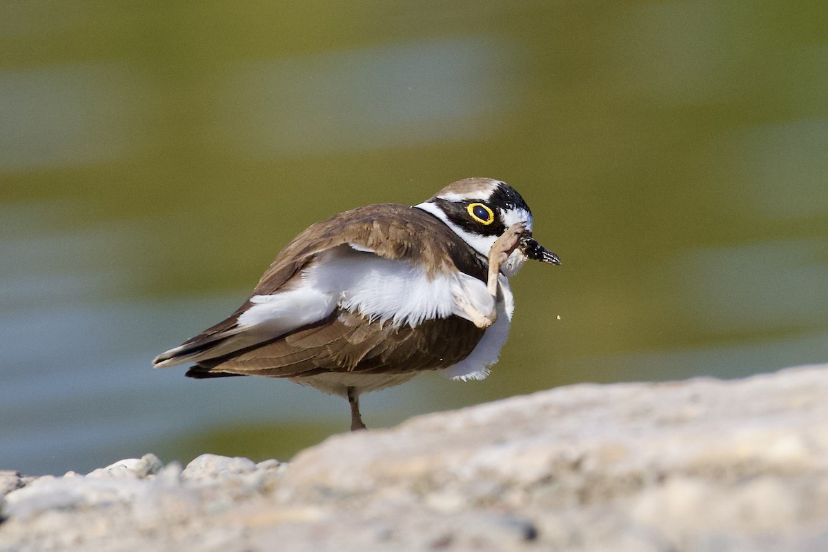 Little Ringed Plover - ML634085324