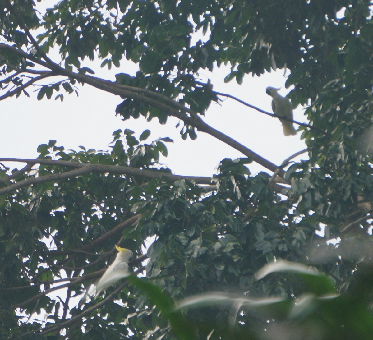 Yellow-crested Cockatoo - ML634085328